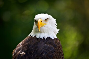 Wall Mural - Nahaufnahme Weisskopfseeadler