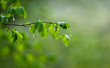Branch with green leaves of a beech tree in the rain. Shallow depth of field. nature background.