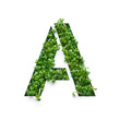 Capital letter A is created from young green arugula sprouts on a white background.