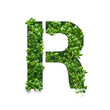 Capital letter R is created from young green arugula sprouts on a white background.