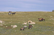 Wild Horses in the Pryor Mountains Montana in Summer