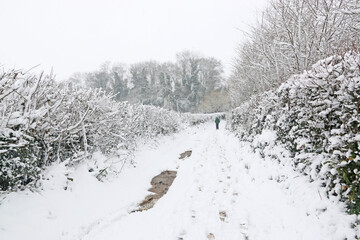 Wall Mural - Road in the snow after a winter storm	