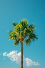 Wall Mural - single palm tree isolated on a beach background