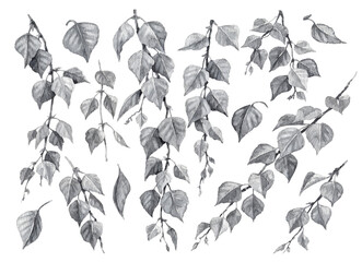 Wall Mural - birch tree branches monochrome watercolor set