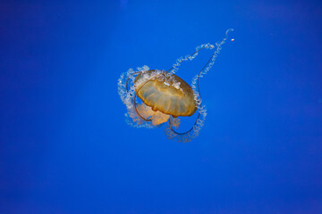 Canvas Print - underwater photos of jellyfish chrysaora fuscescens jellyfish pacific sea nettle
