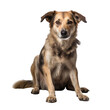 © PNG City - Abandoned homeless dog on a transparent background