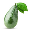 Avocado with green leaf