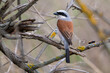 Red-backed Shrike,Lanius collurio. In the wild
