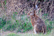 European hare Lepus europaeus, also known as the brown hare