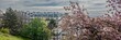 Panoramic view of Parisian spring with blooming cherry blossoms framing historic apartment buildings, ideal for travel and romantic getaway concepts