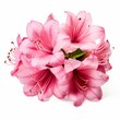 © Watercolorbackground - A bouquet of pink flowers with droplets of water on them