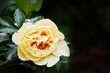 Yellow peony flower blooming with green leaves in the garden. Copy space