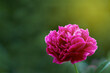 Pink peony flower with blurry background. Copy space