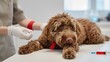 © Vlad - A small red poodle Under Care: Veterinary Treatment Scene