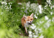 Portrait of a red fox amongst white flowers in spring