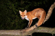 Portrait of a young red fox standing on a tree in a forest