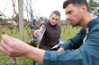 © auremar - portrait of man pruning vineyard