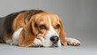 Cool Beagle Dog Resting on Plain Background, Ideal for Adding Text