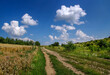 Rural country road and wheat field with ears, natural scenery and blue sky with clouds