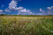 wild flowers in a meadow, countryside nature against a background of blue sky with clouds in summer