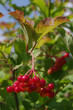 Selective focus on red berries. Defocused background. Viburnum berries close up.