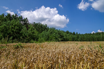 Wall Mural - Field wheat in period harvest on background cloudy sky and pine grove