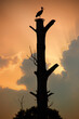 White stork's nest on a tall tree trunk, dramatic silhouette at sunset