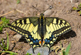 Fototapeta  - Close-up of a Swallowtail butterfly - Papilio machaon sitting on the ground