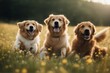 © sandra - 'playing dogs three meadow animal canino carrying chasing cheerful day daytime dog english fast field frisky fun fur gentle giving good grass hairy happy healthy joy motion outside park pedigree pet'
