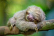 A close-up portrait of an adorable baby sloth, its eyes closed