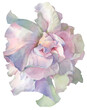 WATERCOLOR PETUNIA ON A WHITE BACKGROUND