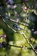 A Parus Major, also known as a Great Tit, perched on an apple tree with spring blossom