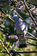 A wood pigeon perched in an apple tree in springtime, with a shallow depth of field