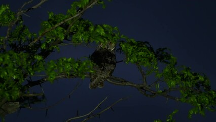 Wall Mural - Long-eared Owl Asio Otus in the wild A bird sits on a branch at night and looks around.