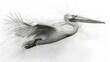   Pelican soaring in air with spread wings and open beak
