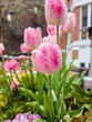 Pink tulips with dew drops in front of a building