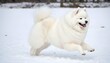 A Fluffy Samoyed Frolicking In The Snow Upscaled 3