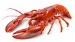 © JK_kyoto - A lobster, with its striking red shell and prominent claws, poised and majestic, a delicacy of the ocean, isolated on white background