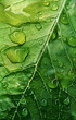 Close up of a green leaf, water droplets forming, macro lime leaf