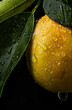 Close up of water droplets on a whole yellow lemon on the branch