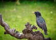 Starling Perched on a Log