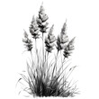 pampas grass captured in a sophisticated monochrome palette on a white background