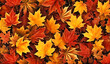 Autumnal vibrant orange maple leaves background