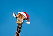 Cute funny giraffe head in christmas or Santa hat