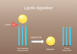 Lipid metabolism from triglyceride to Three fatty acids,  and Glycerol. Lipase function
