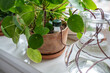 Self watering system. Drip irrigation system made of silicone tubing for indoor Pilea plant in case of long weekends or holidays. Houseplant suck up water through tubes submerged in vase of water