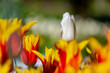 Selective focus of one outstanding white tulip between yellow red flowers in the garden, Tulips are plants of the genus Tulipa, Spring-blooming perennial herbaceous bulbiferous geophytes, Netherlands.