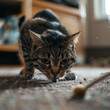 A domestic cat hunting on its prey focused kitten on a toy