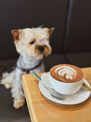 Wall Mural - A small shaggy brown Yorkshire Terrier dog sits at a table, with a hyper-realistic cup of cappuccino or cacao in focus. Cute puppy pet in coffee shop.