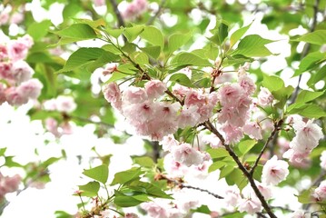 Wall Mural - Double Cherry Blossom (Yaezakura) is a spring tradition and has a deep relationship with the Japanese people, and there are many cultivated varieties. Also called 'Botan-zakura'.
